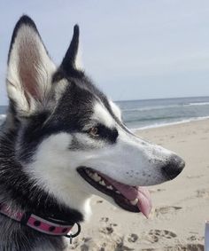 a black and white husky dog standing on top of a sandy beach