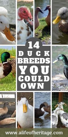 Duck Raising, Duck Care, Keeping Ducks, Duck Houses, Duck Pens, Types Of Ducks