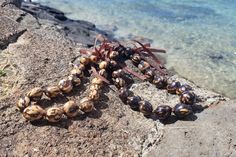 Aloha! Top quality Kukui Nuts are harvested, roasted and polished to perfection; strung one by one into this beautiful Marble Kukui Nut Choker. Kukui Nuts symbolize Light and worn by royalty in ancient times. Popular for men and women in our Aloha state - great way to add an Aloha vibe to any outfit! Kukui nut is true gift of love. They're given to honor a dear someone, shared in celebrations such as weddings, birthdays, graduations, to welcome a hello, to send off a farewell until we meet again Kukui Nut Lei, Hawaiian Flower Hair, Hawaiian Hairstyles, Hawaiian Necklace, Aloha Vibes, Hawaiian Lei, Kukui Nut, Floral Comb, Beautiful Chokers