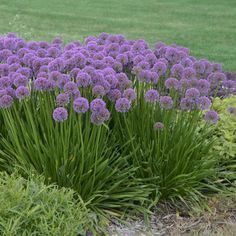 some purple flowers are growing in the grass