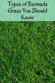 grass with the words types of bermada grass you should know on it in front of