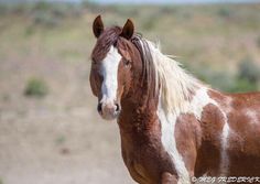 a brown and white horse standing on top of a dirt field