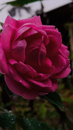 a pink rose with water droplets on it