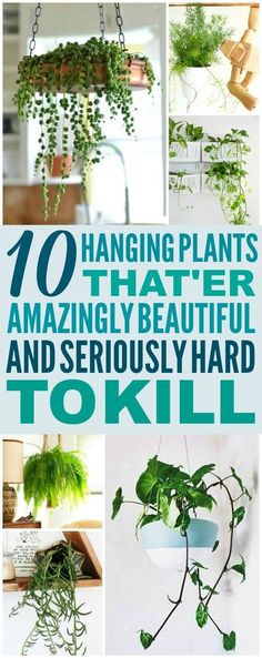 hanging plants that are so low maintenance you'll actually want to have them in your house