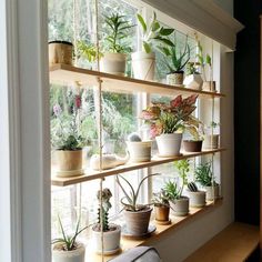 a window sill filled with potted plants on top of wooden shelves next to a couch