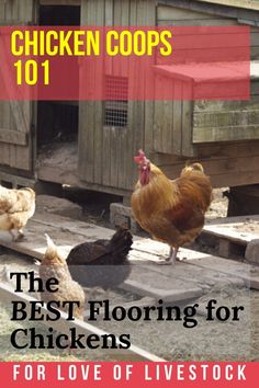 chicken coops 101 the best flooring for chickens for love of livestock cover image