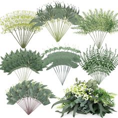 a bunch of different types of plants on a white background