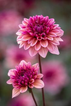 two pink flowers are in the foreground with other purple flowers in the background