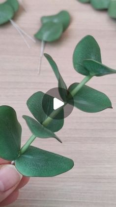 a person is holding some green leaves on a wooden table with needles in the middle