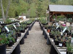 many potted plants are lined up in rows