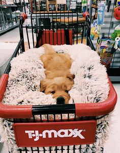 a dog is laying in a shopping cart