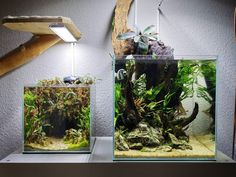 two fish tanks with plants and rocks in them