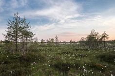 a field full of flowers and trees under a blue sky