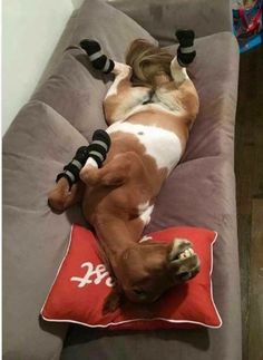 a dog laying on top of a pillow with his legs in the air while wearing socks