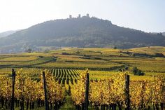 an image of a vineyard with hills in the background