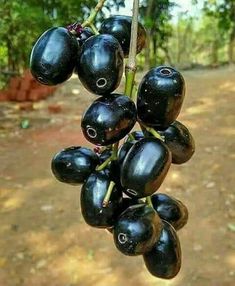 some black fruit hanging from a tree in the dirt and trees behind it are green leaves