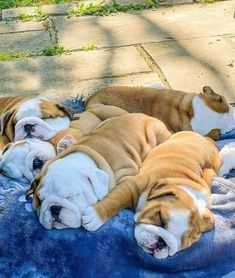 three puppies are sleeping on a blue blanket in the shade, with their heads resting on each other's back