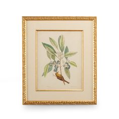 Catesby Bird & Botanical V Chelsea House, Bird Prints, Gold Frame, Graphic Art Print, The Well, Picture Frame, Art Wall, Graphic Art, Giclee Print