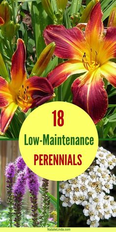 Perennials Low Maintenance, Types Of Herbs, Perennial Flowers, Best Perennials, Container Gardening Flowers, Shade Perennials, Gardening Flowers