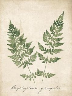 two green leaves are shown on an old - fashioned paper with the words, let's