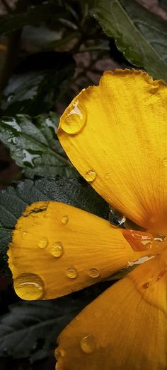 a yellow flower with water droplets on it