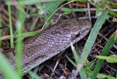 a close up of a snake in the grass