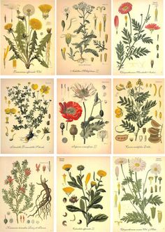 nine different types of flowers and plants in various stages of development, from the earliest to the present day