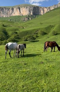 three horses are grazing in the green grass