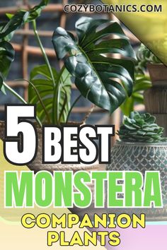 the 5 best monstera companion plants for your houseplant collection and garden