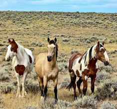 three horses standing in the middle of a dry grass field with scrub brush and blue sky behind them