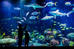 two people looking at fish in an aquarium with blue water and light shining on them