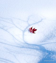 a single red maple leaf is in the middle of deep snow, casting a shadow