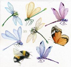 six different colored dragonflies are shown in this drawing, and one is black with yellow on the wings