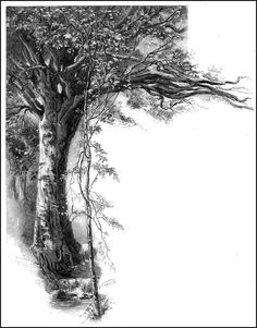 a pencil drawing of a tree with no leaves on it and another tree in the background