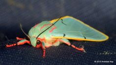 a green and orange moth sitting on top of a blue cloth