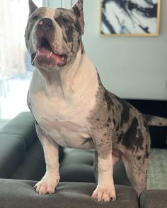 a gray and white dog sitting on top of a couch