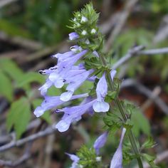 a purple flower with green leaves in the background