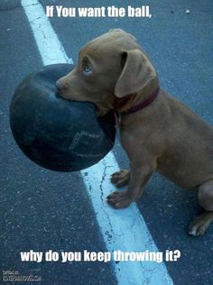 a brown dog holding a black ball in it's mouth on the side walk