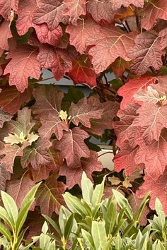 red and green leaves are growing on the tree