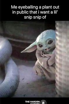 a baby yoda is peeking out from behind a pole with the caption, me everballing a plant out in public that i want a lil's ship of