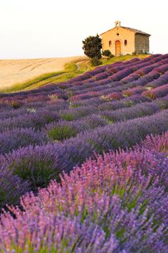 a small house sitting on top of a hill covered in purple flowers and lavenders