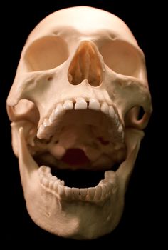 an image of a human skull with teeth