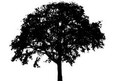 a black and white silhouette of a tree