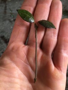 a person's hand holding a small green plant