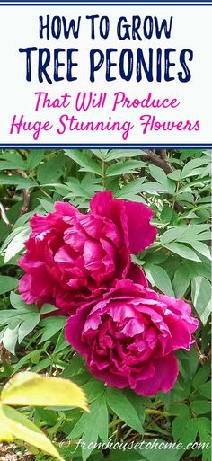 Tree Peony Care: How To Grow Tree Peonies | Gardening Shade Loving Shrubs, Tree Peonies, Rose Fertilizer, Plants Under Trees, Stunning Flowers, Shade Gardens, Tree Peony