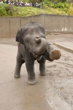 an elephant standing on its hind legs in the dirt