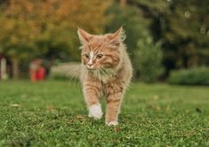 an orange and white cat walking across a lush green field