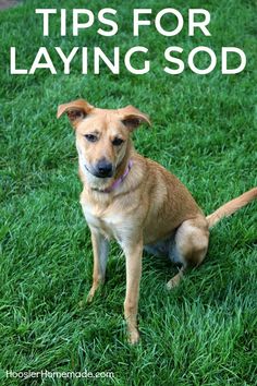 a dog sitting in the grass with text overlay that says tips for laying soda