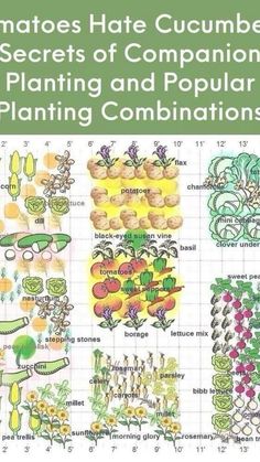 the cover of tomatoes hate cucumbers secrets of companion planting and popular planting combinations