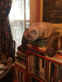 a cat is sleeping on top of some books in front of a window with curtains